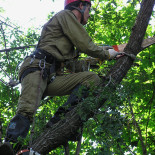 Будущий доктор биологических наук Полилов А.А. пилит дерево возле Новодевичьего монастыря. Сентябрь 2006 г.