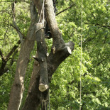 Спил дерева по частям с контролируемым спуском фрагментов на удаляемом дереве. Донское кладбище. Май 2008 г. Фото: Матышак Г.