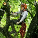 Арборист пилит и одновременно готовится спускать ветку дерева. Июнь 2016 г. Фото: Травин В.