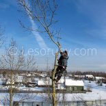 Чтобы не повредить ничего вокруг, Игорь залезал на дерево как можно выше.<br /><br />3 февраля 2017 г.<br />Фото: Андрей Шувалов.