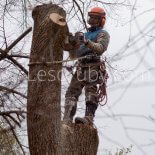 Даже в сложной обстановке, долго работая на дереве, арборист должен уметь отдыхать и пилить с комфортом.<br /><br />Октябрь 2016 г.<br />Фото: Игорь Молчанов